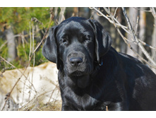 ���� ������� 5 ���