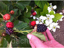 ������� �����.jpg