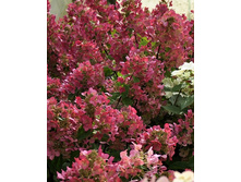 ���� ����� �� ���. No3 *