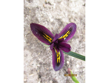 ���� ���������� �������.JPG