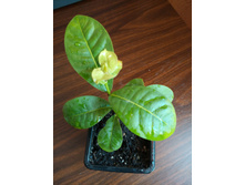 IMG 20170312 104654.jpg