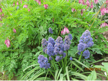 ������� Fantasy Creation