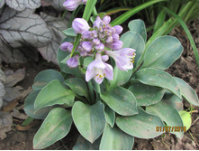 ����� Blue Mouse Ears.JPG