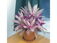 ������������ ������������ Tradescantia spathacea ���� 'Sitara'