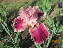 ���� ��������� ���������