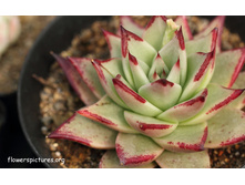 Echeveria-agavoides-ebony 2.jpg