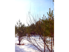 IMG 20170311 095413.jpg