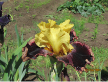 ���� ��������� ����������