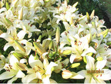 ��������� �����.JPG