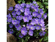 ����������� ����������