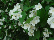 �������� (2�)