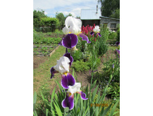 ���� ��������� �����.JPG