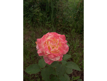 ������ ���