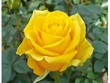 ������� 175�