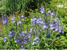 �������� ����������.JPG