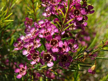 ����������  ���� Chamelaucium 'Purple Pride' - 950  ���.