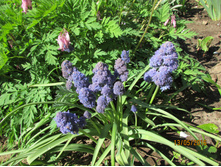 Fantasy Creation.JPG