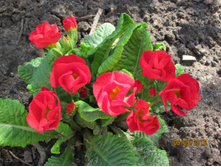 ������� �������.JPG