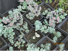 ������ ������.JPG