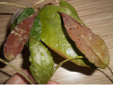 Caudata.