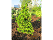 ������ Zuckerhut.JPG