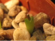 Ariocarpus agavoides