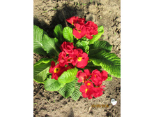 ������� �������