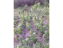 ������� ��������� (������)