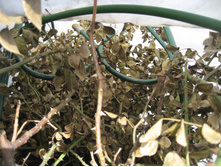 ����� 065.jpg