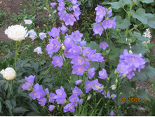 �������������� �������.JPG