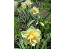 ������ (2).JPG