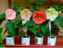 �������� ���� ����