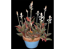 ������� �������� (Ludisia discolor)- �� 300  ���.