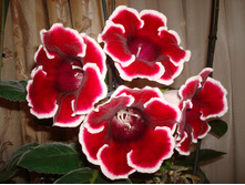 ��������� ������ �������