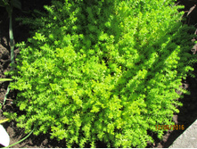 ������ �����.JPG