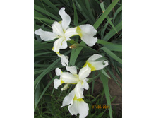 ���� ��������� ���� ����