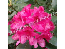 ����������� ��������� ���� ������.jpg