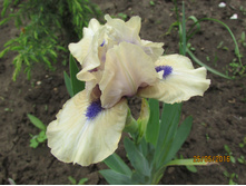 ���� ��������� ������ ��