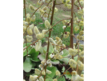 ��� ����� �. ��������.JPG