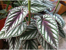 ������ �������