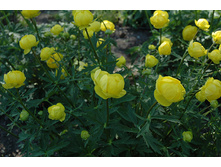 ���������� ����� ����*