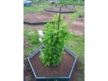 ������� ������ ��� Diy �� ������������ ��� ���������� ������������ ����� � ���������� ���������.jpg