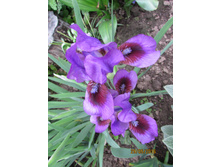 ���� ��������� ���������