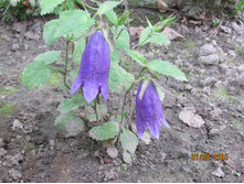 �������� �����.JPG