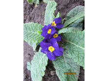 ������ �����.JPG