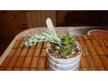 ������ ������� � ����������� ���������