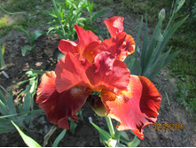 ������� �������.JPG