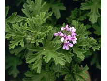 ������ ��������