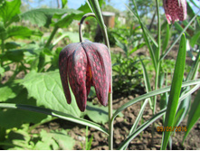 ������ ���������.JPG