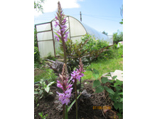 ��������������� �����.JPG